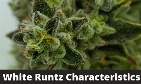 white runtz strain traits